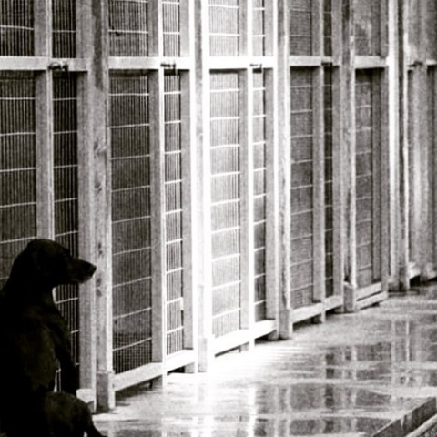 Εκκενώνεται το καταφύγιο για αδέσποτα ζώα της Εριέττας Κούρκουλου