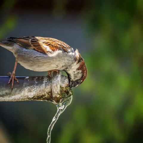 Σπουργίτι πίνει νερό από βρύση (ΦΩΤΟ ΑΡΧΕΙΟΥ) - Αποκαθίστανται τα προβλήματα με την υδροδότηση στην Αττική