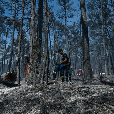 Φωτιά στην Αττική: Καμένη γη στα πρώην βασιλικά κτήματα στο Τατόϊ