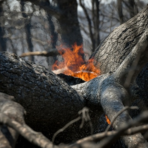 Φωτιά σε δέντρο