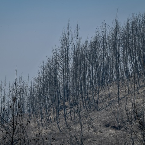 Καμένη έκταση μετά από πυρκαγιά 
