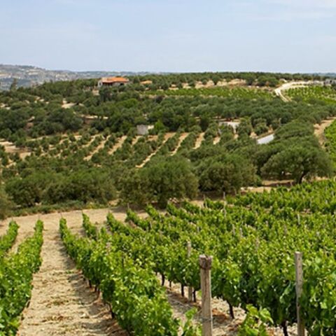 Scalarea Estate, το ιστορικό κτήμα Μπουτάρη στην Κρήτη