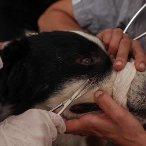 Γαλάτσι: Στιγμιότυπο από τον χώρο προστασίας ζώων από πυρόπληκτες περιοχές © EUROKINISSI/ΔΗΜΗΤΡΟΠΟΥΛΟΣ ΣΩΤΗΡΗΣ