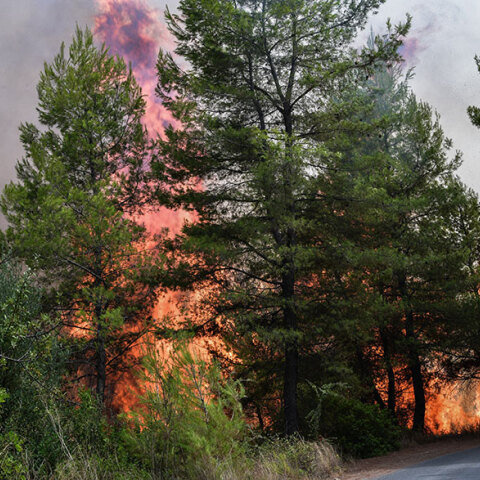Φωτιά στην Αρκαδία: Δέντρα στις φλόγες στη Γορτυνία