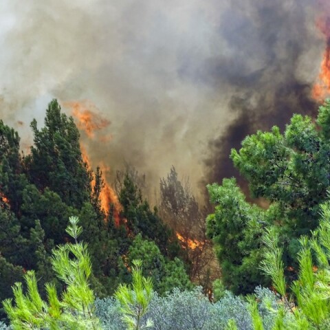 Φωτιά στη Χαλκιδική © EUROKINISSI