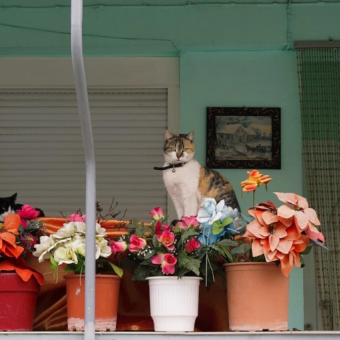 Μια γάτα κάθεται ανάμεσα στις γλάστες ενός σπιτιού. 