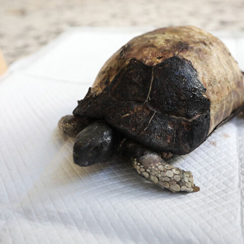 Τραυματισμένη χελώνα από τις φωτιές λαμβάνει φροντίδα στο κέντρο του Συλλόγου Προστασίας Άγριας Ζωής (ANIMA)