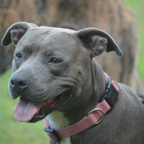 Πιτ μπουλ (ΦΩΤΟ ΑΡΧΕΙΟΥ) - Ελεύθερος ο αστυνομικός που σκότωσε τον σκύλο στο Γαλάτσι