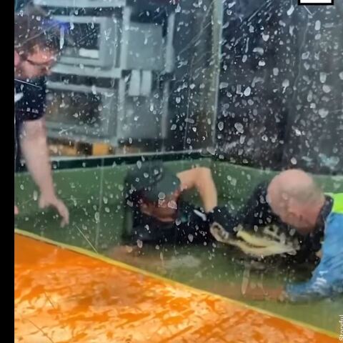 Αλιγάτορας επιτέθηκε σε εκπαιδεύτριά του στη Γιούτα