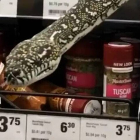 Φίδι σε σούπερ μάρκετ στο Σίδνεϊ