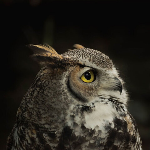 Κουκουβάγια (ΦΩΤΟ ΑΡΧΕΙΟΥ) - Σκοτώθηκε ο Nico Duo, Ιταλός αθλητής του πόλο σε τροχαίο - Κουκουβάγια έπεσε στο κράνος του