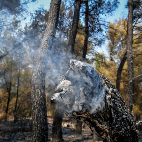 Φωτιά στα Βίλια Αττικής - Κορμός καμένου δέντρου εξακολουθεί να «καπνίζει»