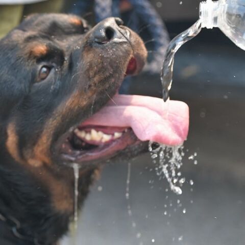 Ζώα διασώζονται από τα πύρινα μέτωπα στη Βόρεια Αττική