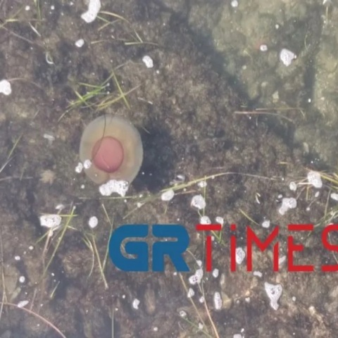 Mέδουσες σαν αυγά μάτια στον Θερμαϊκό 