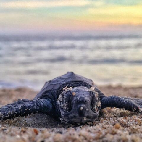 Καρέτα Καρέτα