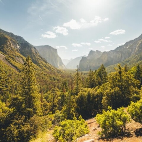 Δάσος-δέντρο