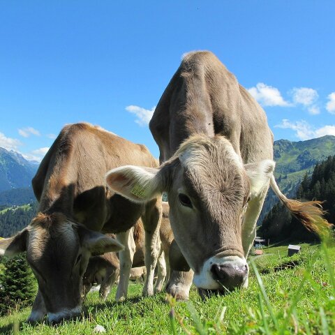 cows-203460_1280.jpg