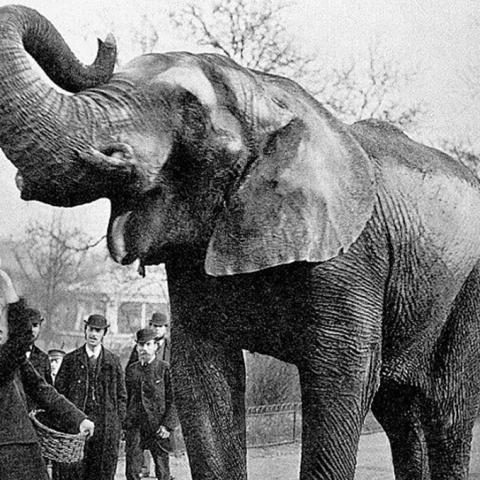 13 Σεπτεμβρίου 1916: ο απαγχονισμός ενός ελέφαντα