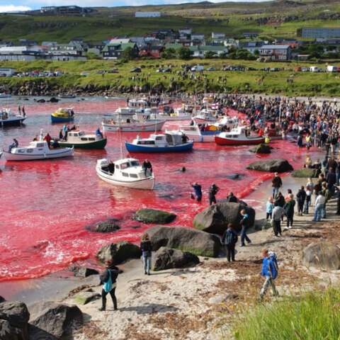 Χιλιάδες δελφίνια σφαγιάστηκαν στα Νησιά Φερόε, με τη θάλασσα να γίνεται «κόκκινη» μετά το βάρβαρο έθιμο «grindadrap»