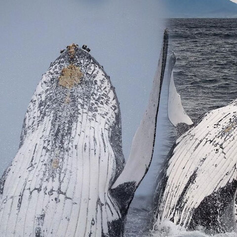 Φάλαινες στην Αυστραλία