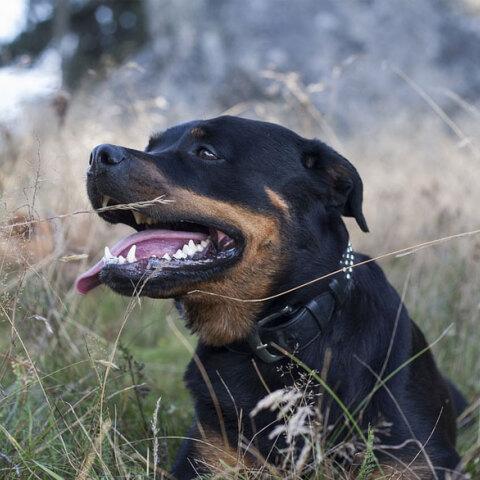 Ρότβαιλερ (ΦΩΤΟ ΑΡΧΕΙΟΥ) - Ένοχοι οι ιδιοκτήτες των δύο σκυλιών, τα οποία επιτέθηκαν και σκότωσαν τον 5χρονο Στάθη στην Κοζάνη