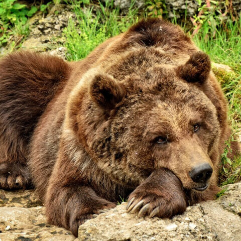 Καφέ αρκούδα (ΦΩΤΟ ΑΡΧΕΙΟΥ)