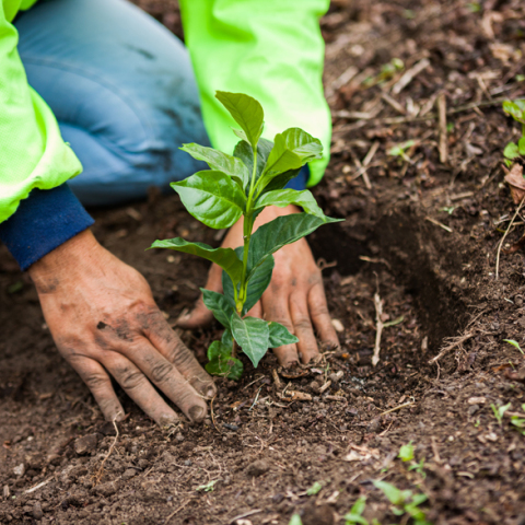 Nestlé: Σχέδιο για μετάβαση σε ένα αναγεννητικό σύστημα τροφίμων