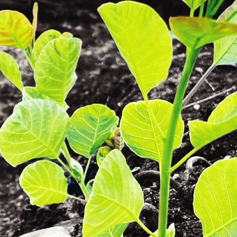 Πράσινο φυτό σε καμένη έκταση