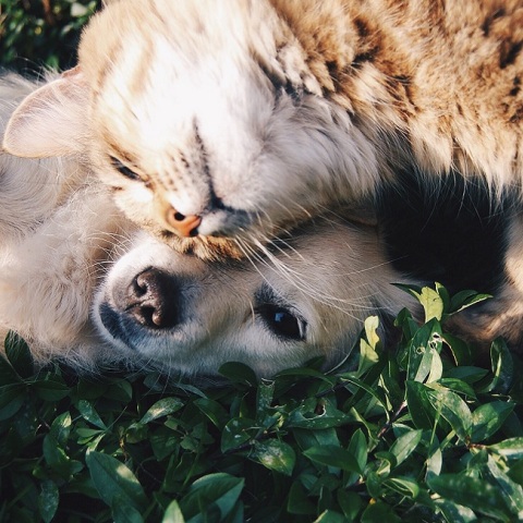 Ένας σκύλος αγκαλιά με μία γάτα.