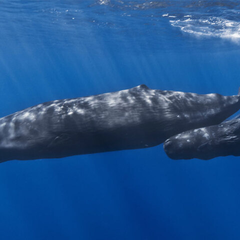 Φυσητήρες στην Ελλάδα (ΦΩΤΟ ΑΡΧΕΙΟΥ)