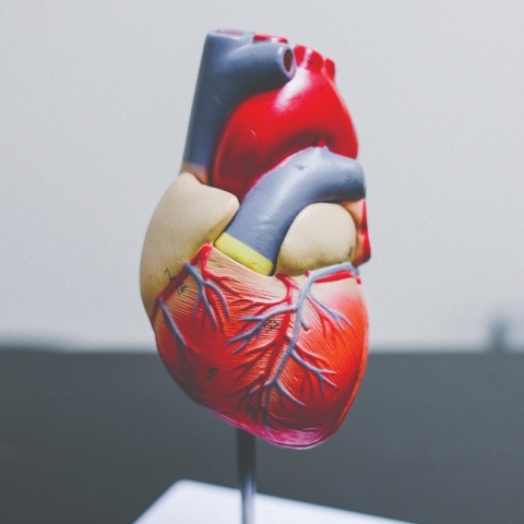 Η ανθρώπινη καρδιά