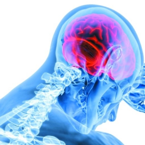 Ο ανθρώπινος εγκέφαλος