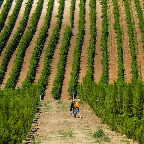 Στιγμιότυπο από τον τρύγο στο Κτήμα Γεροβασιλείου.