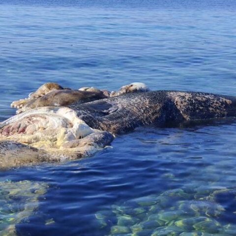 Η νεκρή φάλαινα σε παραλία στη Μεσσηνία