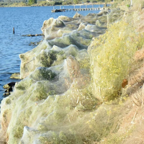 Το γιγαντιαίο πέπλο αράχνης στο Αιτωλικό έκανε την επανεμφάνισή του