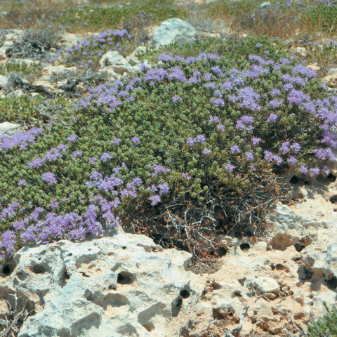 Άγριο θυμάρι