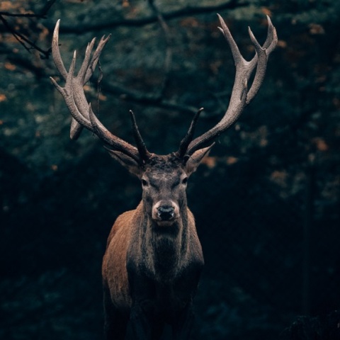 Ελάφι ψυχορραγούσε επί τρεις ημέρες στην μέση του δρόμου στην Πάρνηθα