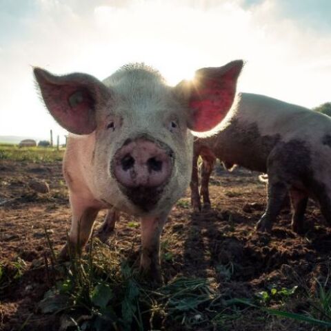 Η Βρετανία ψάχνει κρεοπώλες για να αποφύγει τη μαζική σφαγή χοίρων