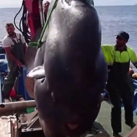 Έπιασαν ψάρι δύο τόνων στα ανοιχτά της Θέουτα στην Ισπανία