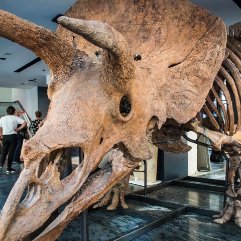 ο μεγαλύτερος τρικεράτωψ στον κόσμο 