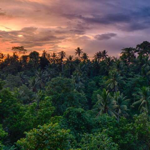 Monkey Forest Ινδονησία
