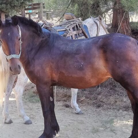 Καβάλα: Άλογο κάλπαζε στην Εγνατία Οδό