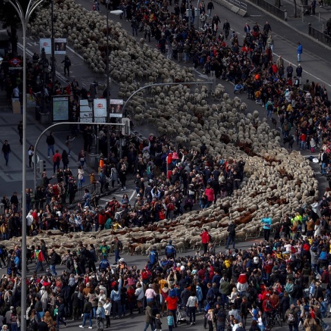 Πρόβατα κατέκλυσαν τους δρόμους της Μαδρίτης