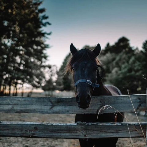Άλογο (ΦΩΤΟ ΑΡΧΕΙΟΥ) - Ξεκινά η δίκη για τα κακοποιημένα άλογα στον Ασπρόπυργο, που είχαν βρεθεί σκελετωμένα και άρρωστα σε μονάδα εμπορίας ιπποειδών