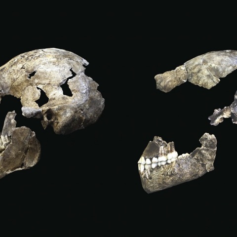 Ανακαλύφθηκε ένας νέος πρόγονος του ανθρώπου, ο Homo bodoensis 