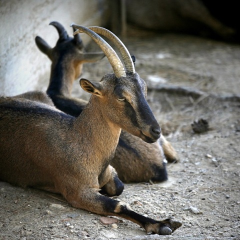 Άγνωστοι σκότωσαν κρι κρι μέσα στον Εθνικό Δρυμό Σαμαριάς