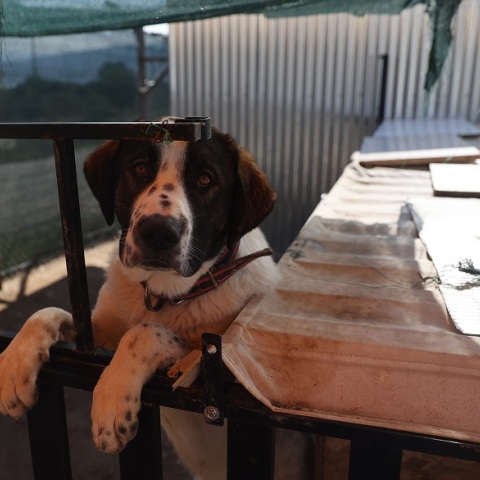 Βαγιοχώρι, ένα προσφυγικό camp πρότυπο φιλοζωίας