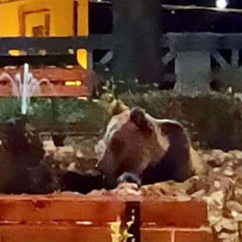 Μια καφέ αρκούδα στο συντριβάνι χωριού στην Ιταλία