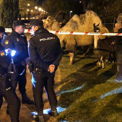 Οκτώ καμήλες και ένα λάμα έκαναν βόλτες στους δρόμους της Μαδρίτης
