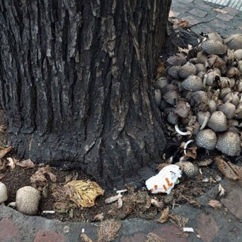 Μανιτάρια παντού στο κέντρο της Θεσσαλονίκης